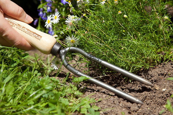 Rosenpflege im Herbst: gut vorbereitet in den Winter - Rosenpflege im Herbst: Tipps &amp; Werkzeuge | Baforga