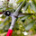 Buchsbaum-Formschnittschere 47cm 2510
